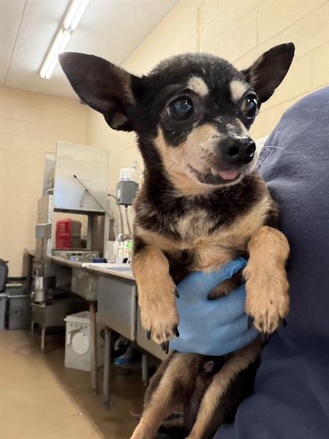 Adoptable Dog