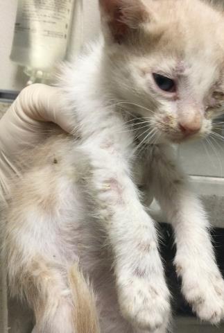 Adoptable Cat