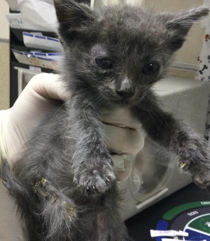 Adoptable Cat