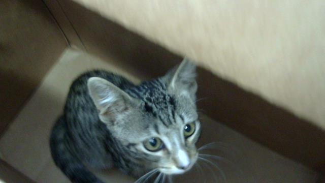 Armand