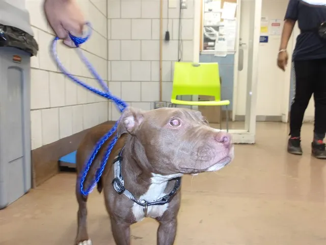 Adoptable Dog