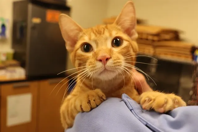 Adoptable Cat