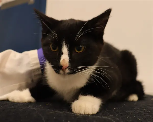 Adoptable Cat
