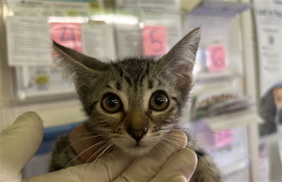 Adoptable Cat
