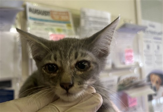 Adoptable Cat