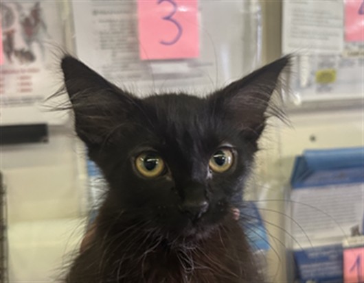 Adoptable Cat