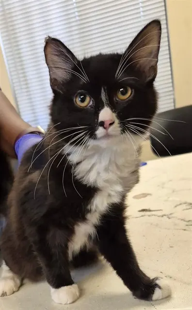 Arya