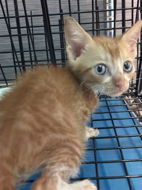 Adoptable Cat