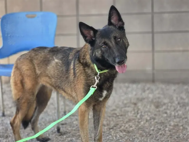 Artemis
