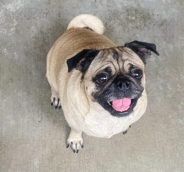 Maya