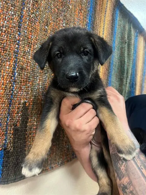 Adoptable Dog