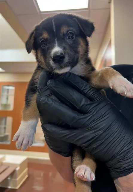 Adoptable Dog