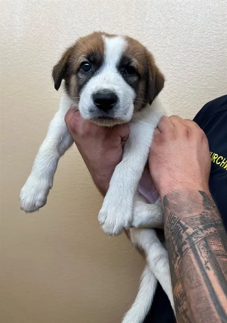 Adoptable Dog