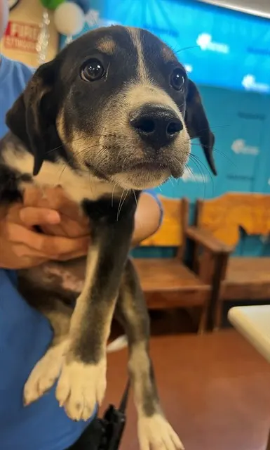 Adoptable Dog
