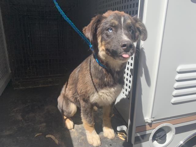 Adoptable Dog