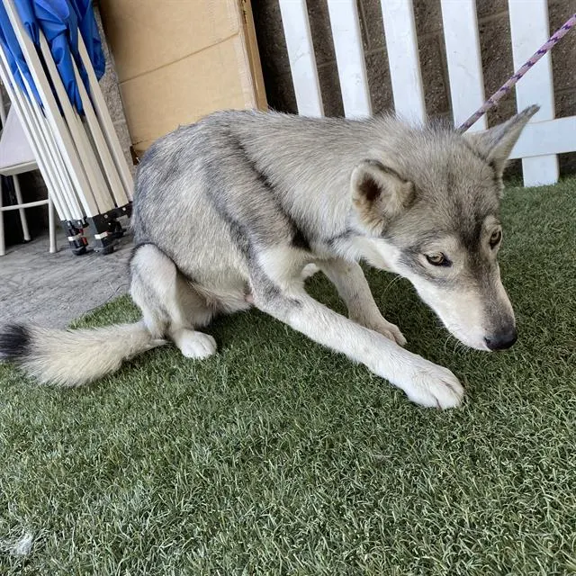 Adoptable Dog