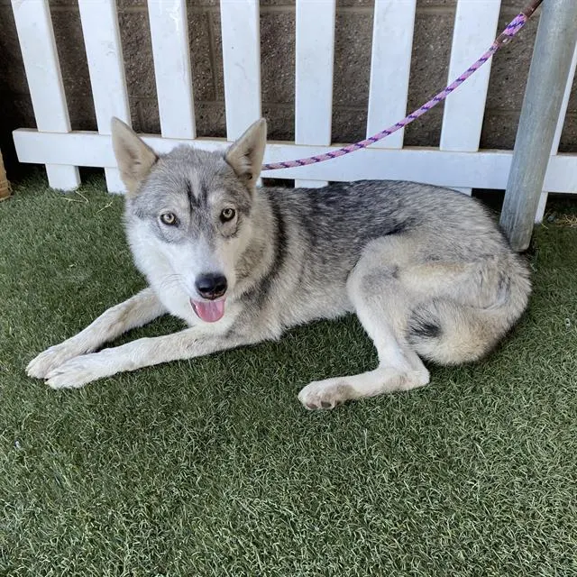 Adoptable Dog