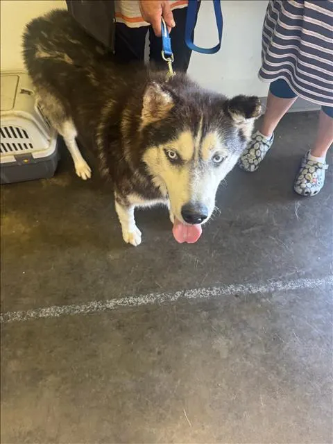 Kimba
