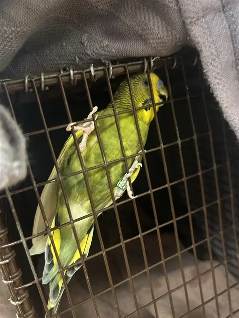 Adoptable Bird