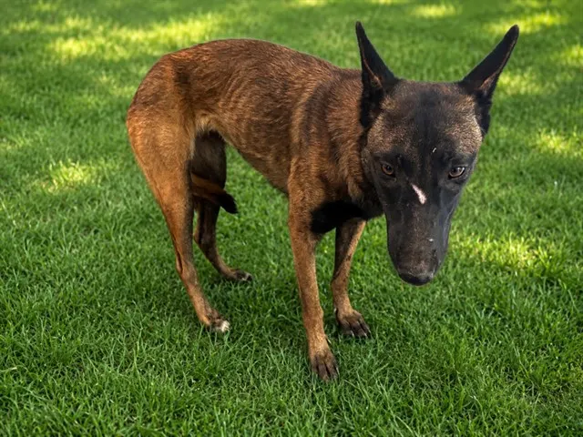 Adoptable Dog
