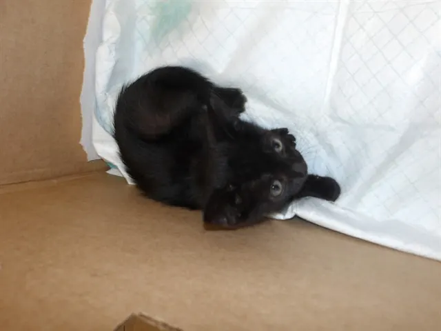 Adoptable Cat