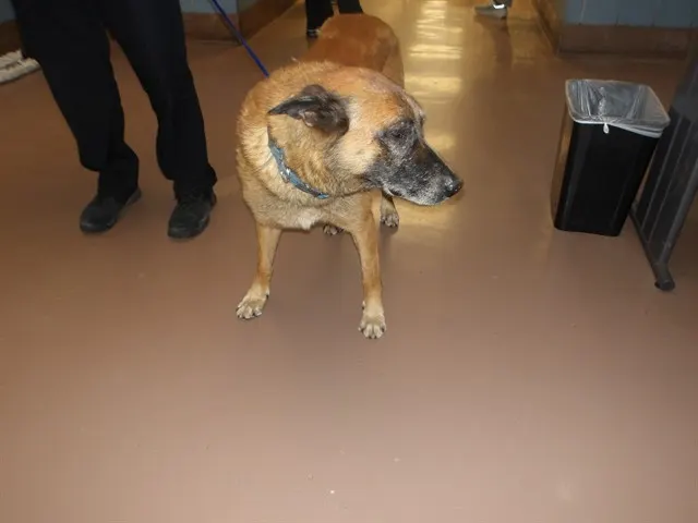 Adoptable Dog