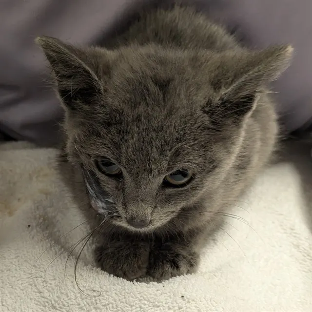 Adoptable Cat