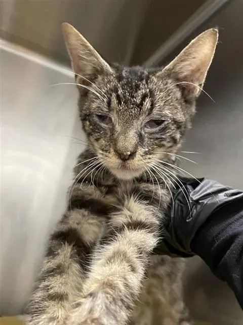 Adoptable Cat