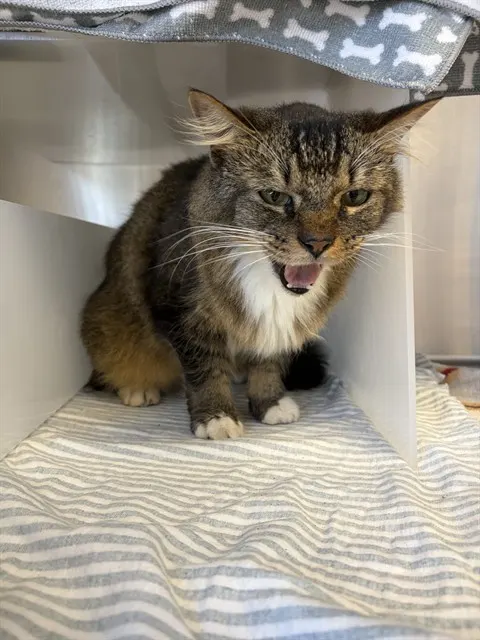 Adoptable Cat
