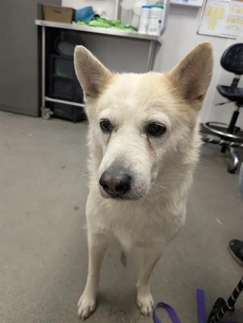 Nala