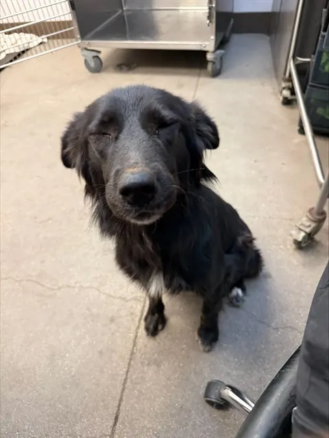 Precious*