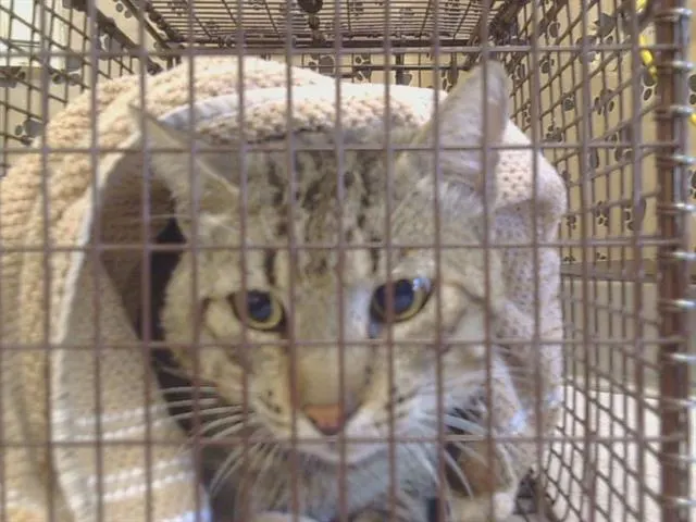 Adoptable Cat