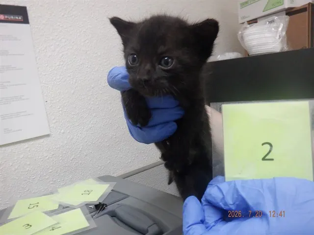 Adoptable Cat