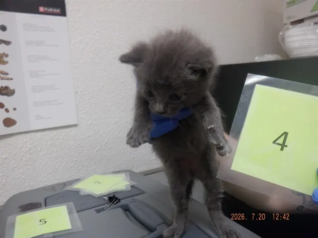 Adoptable Cat