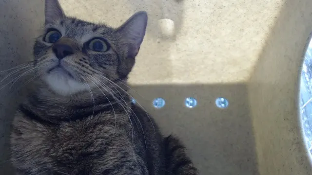 Estrella