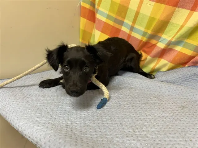 Pippa