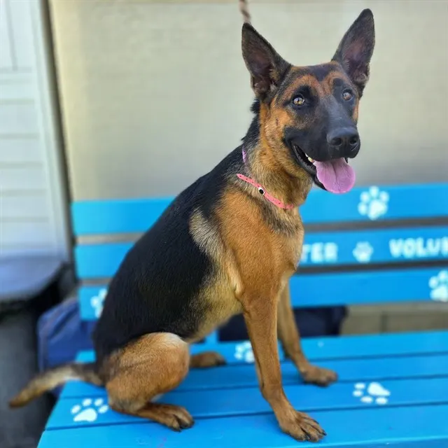 *Nova