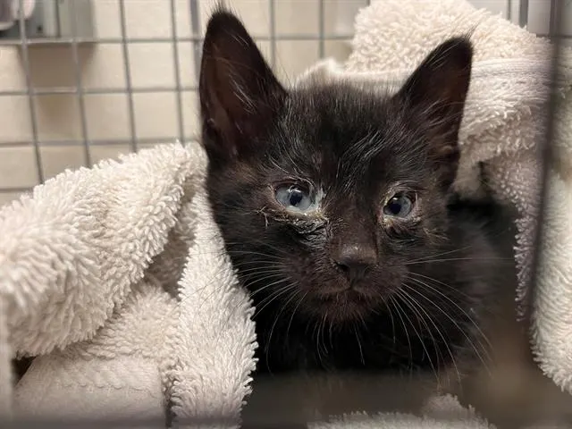 Adoptable Cat
