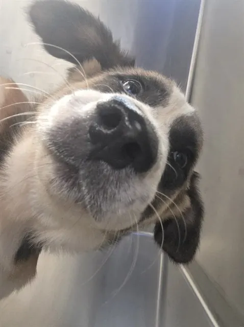 Adoptable Dog
