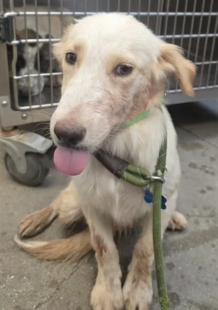 Adoptable Dog