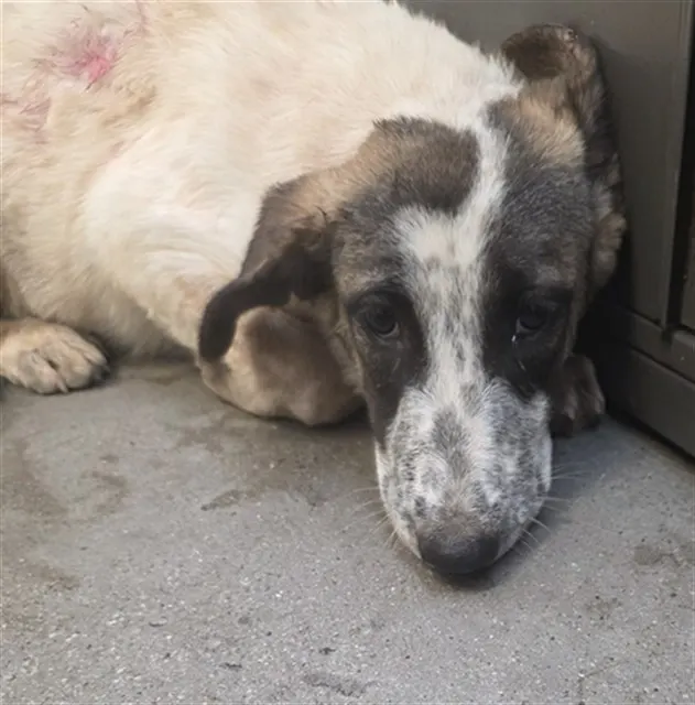 Adoptable Dog
