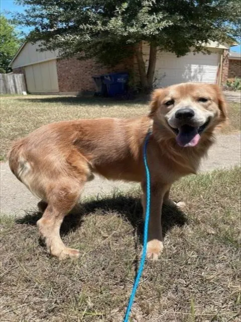 Adoptable Dog