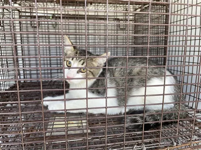Adoptable Cat
