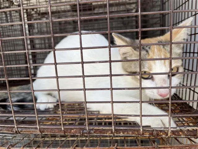 Adoptable Cat