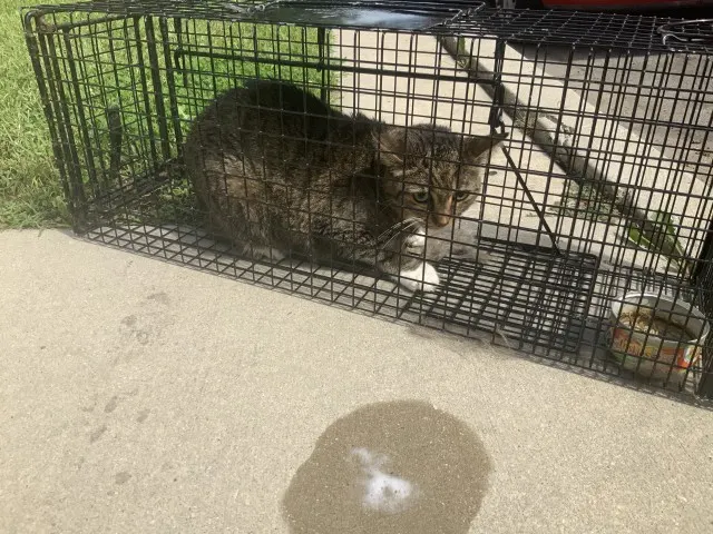 Adoptable Cat