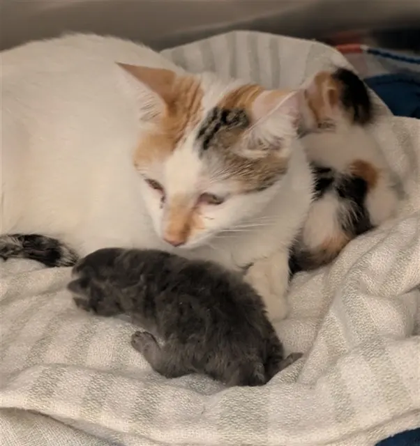 Adoptable Cat