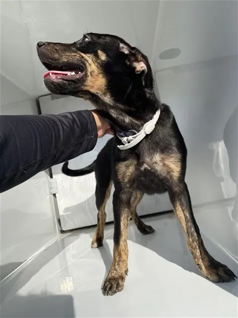 Adoptable Dog