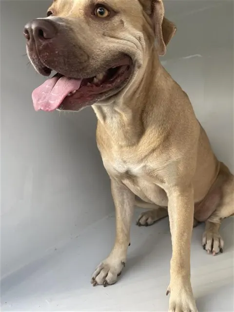 Adoptable Dog