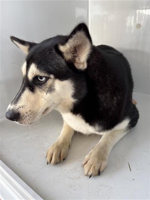 Adoptable Dog
