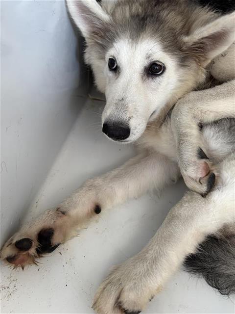 Adoptable Dog